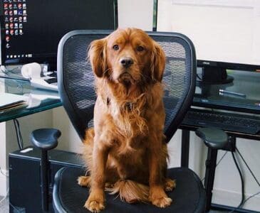 A dog sitting on top of an office chair.